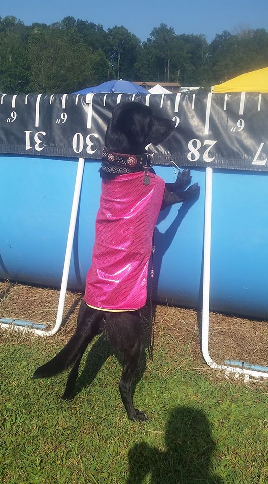 brie with collar and cooling coat
