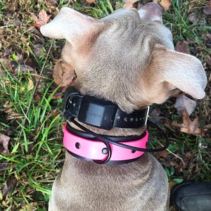 Biothane Waterproof Collar Blue Wide – RedRidge Pet Market