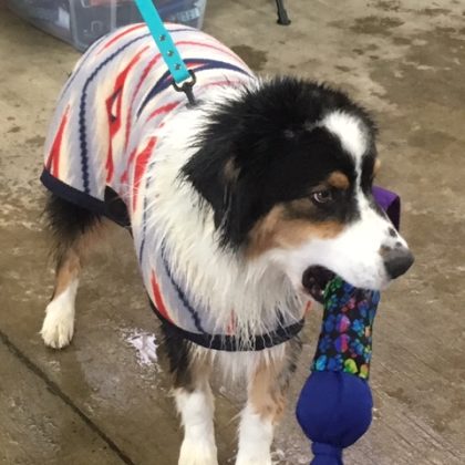 Dog Toys